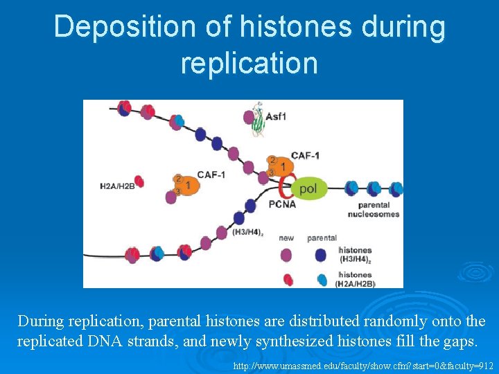 Deposition of histones during replication During replication, parental histones are distributed randomly onto the
