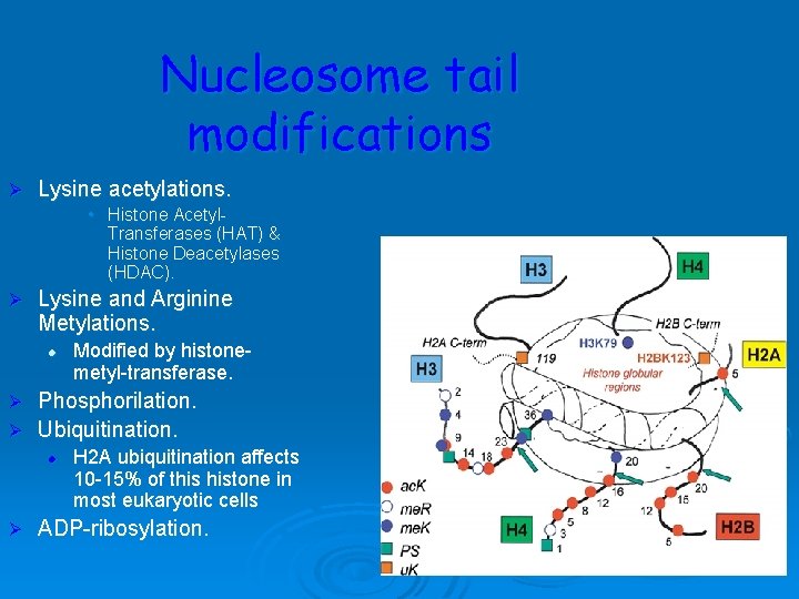 Nucleosome tail modifications Ø Lysine acetylations. • Histone Acetyl. Transferases (HAT) & Histone Deacetylases