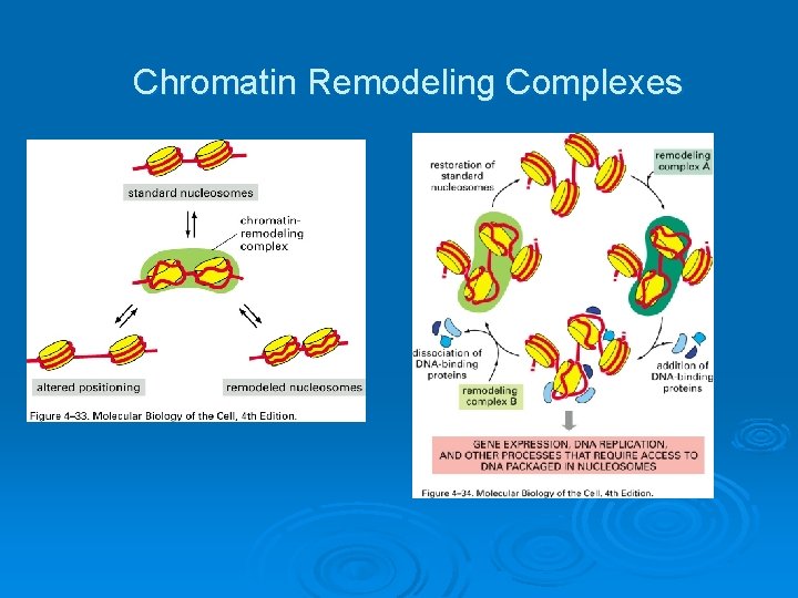 Chromatin Remodeling Complexes 