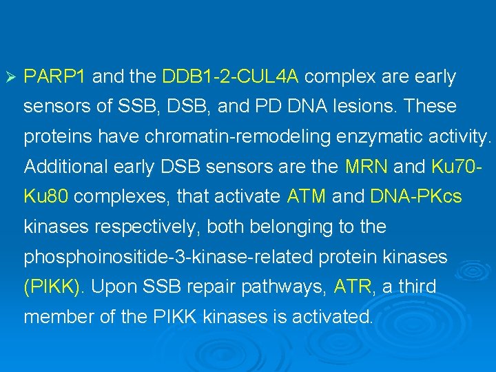Ø PARP 1 and the DDB 1 -2 -CUL 4 A complex are early