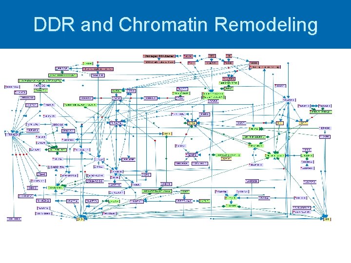 DDR and Chromatin Remodeling 