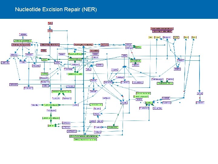 Nucleotide Excision Repair (NER) 