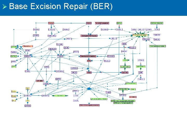Ø Base Excision Repair (BER) 