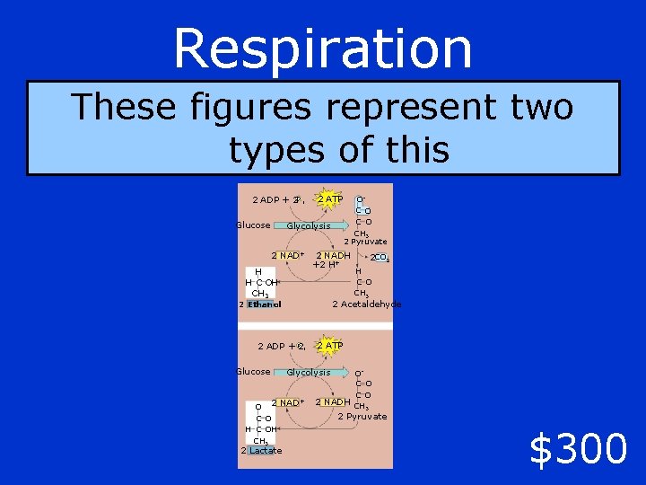 Respiration These figures represent two types of this 2 ADP + 2 P Glucose