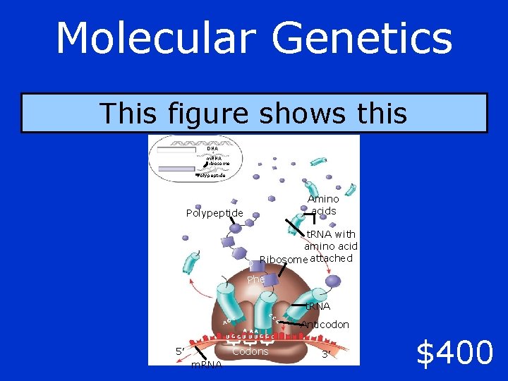 Molecular Genetics This figure shows this DNA m. RNA Ribosome Polypeptide Amino acids Polypeptide