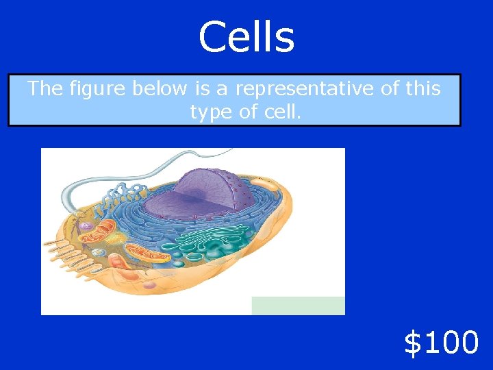 Cells The figure below is a representative of this type of cell. $100 