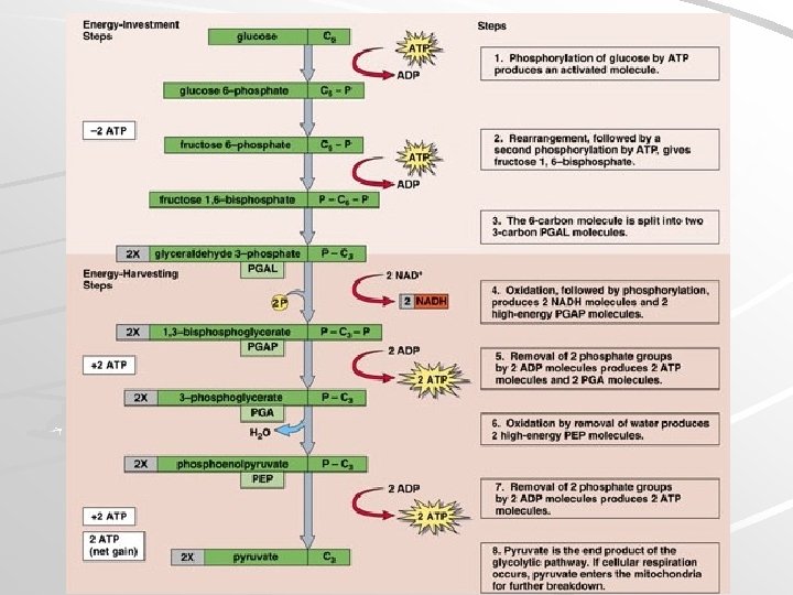 Mader; Biology, 9 th Ed. 