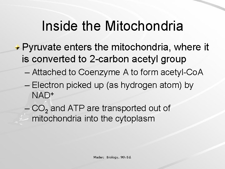 Inside the Mitochondria Pyruvate enters the mitochondria, where it is converted to 2 -carbon