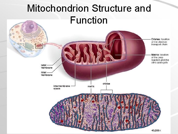 Mitochondrion Structure and Function Mader; Biology, 9 th Ed. 