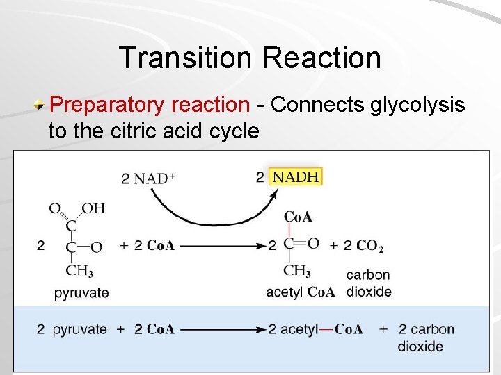 Transition Reaction Preparatory reaction - Connects glycolysis to the citric acid cycle Mader; Biology,