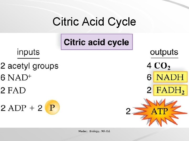 Citric Acid Cycle Mader; Biology, 9 th Ed. 