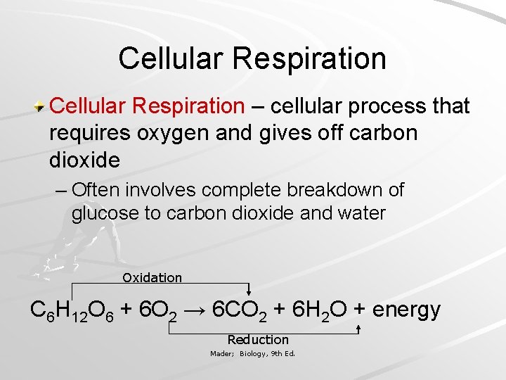 Cellular Respiration – cellular process that requires oxygen and gives off carbon dioxide –