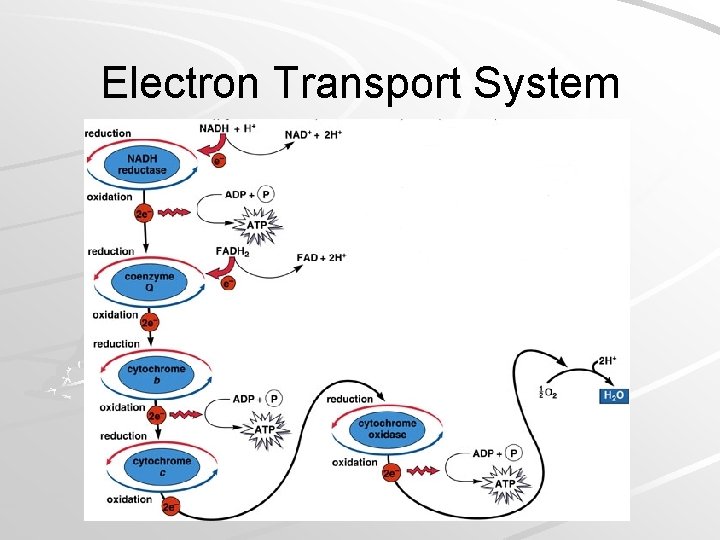 Electron Transport System Mader; Biology, 9 th Ed. 