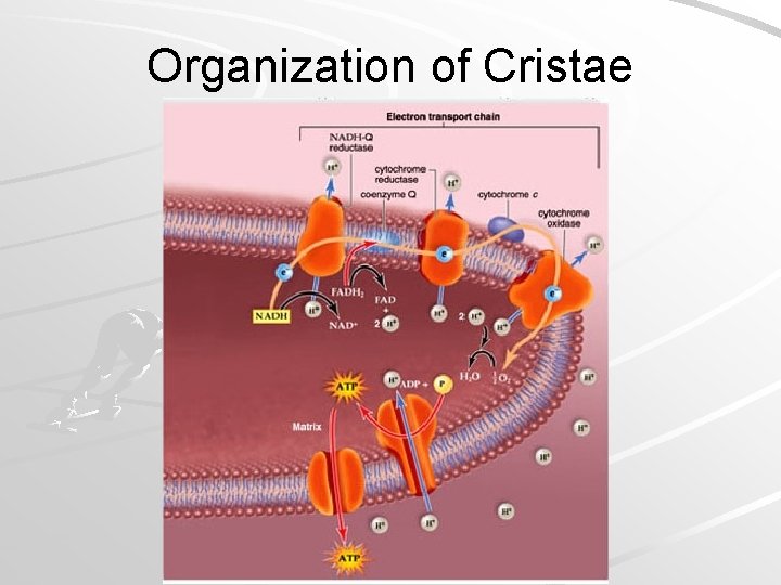 Organization of Cristae Mader; Biology, 9 th Ed. 