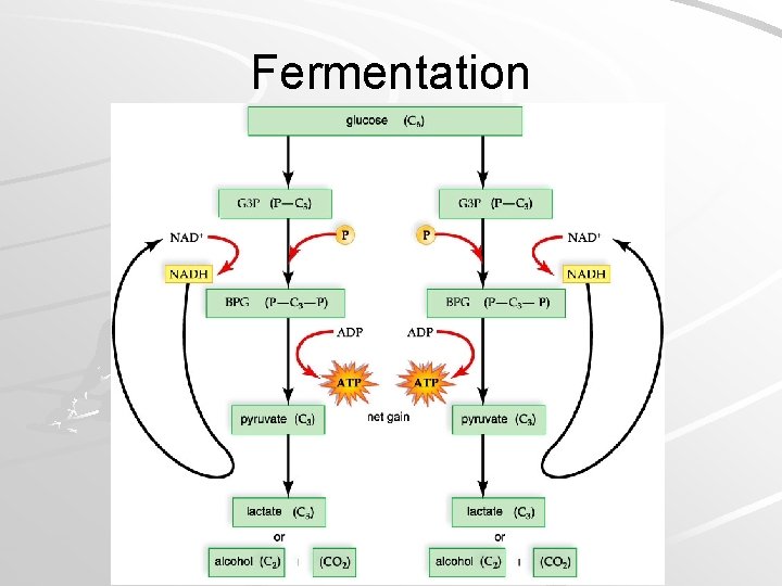 Fermentation Mader; Biology, 9 th Ed. 