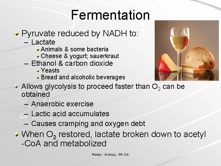 Fermentation Pyruvate reduced by NADH to: – Lactate Animals & some bacteria Cheese &