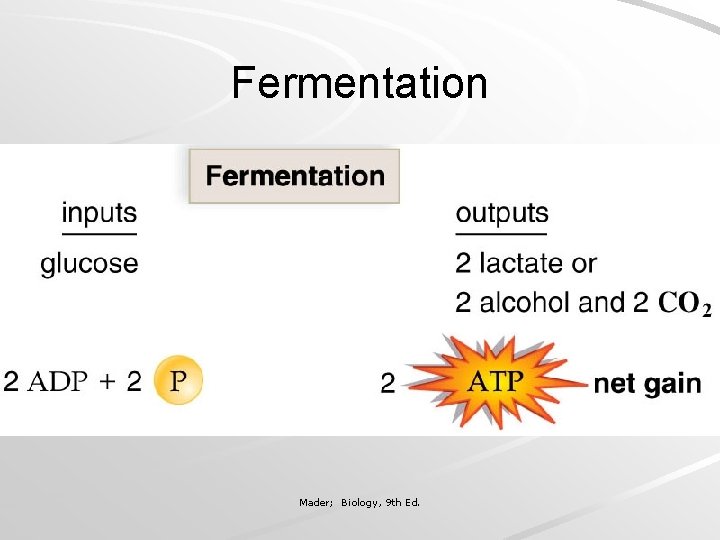 Fermentation Mader; Biology, 9 th Ed. 