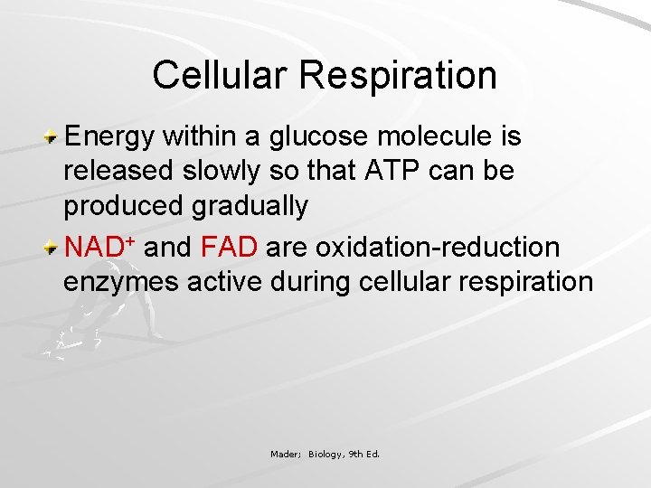 Cellular Respiration Energy within a glucose molecule is released slowly so that ATP can