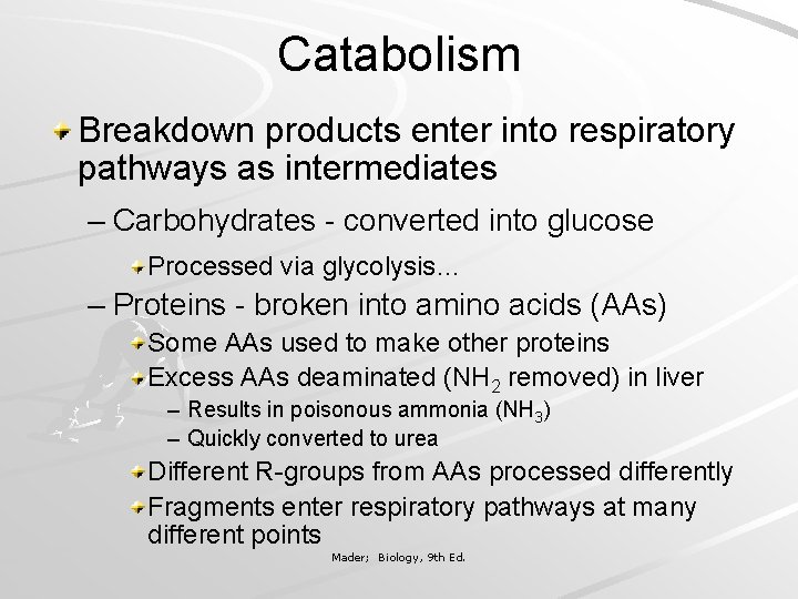 Catabolism Breakdown products enter into respiratory pathways as intermediates – Carbohydrates - converted into