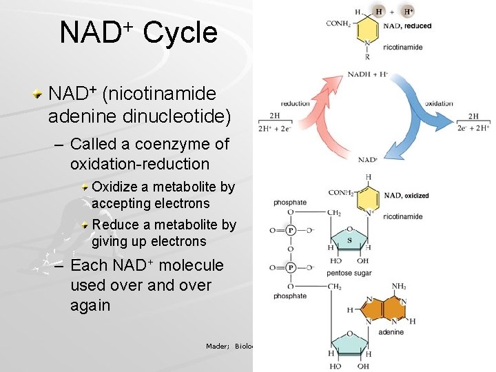 NAD+ Cycle NAD+ (nicotinamide adenine dinucleotide) – Called a coenzyme of oxidation-reduction Oxidize a