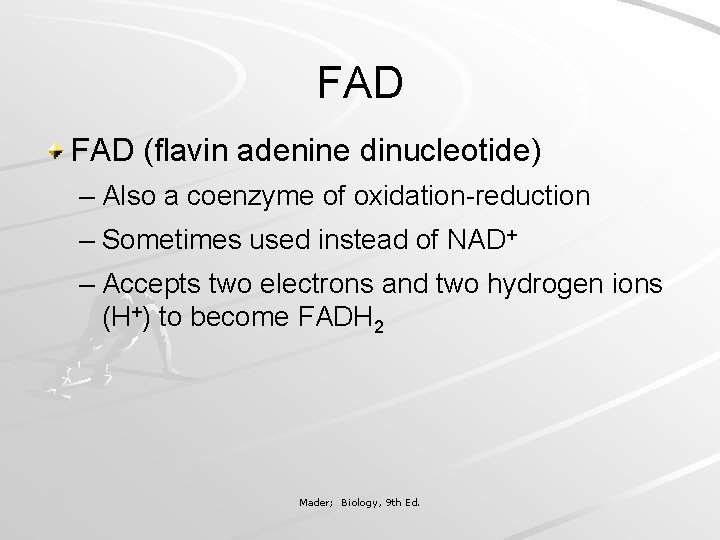 FAD (flavin adenine dinucleotide) – Also a coenzyme of oxidation-reduction – Sometimes used instead