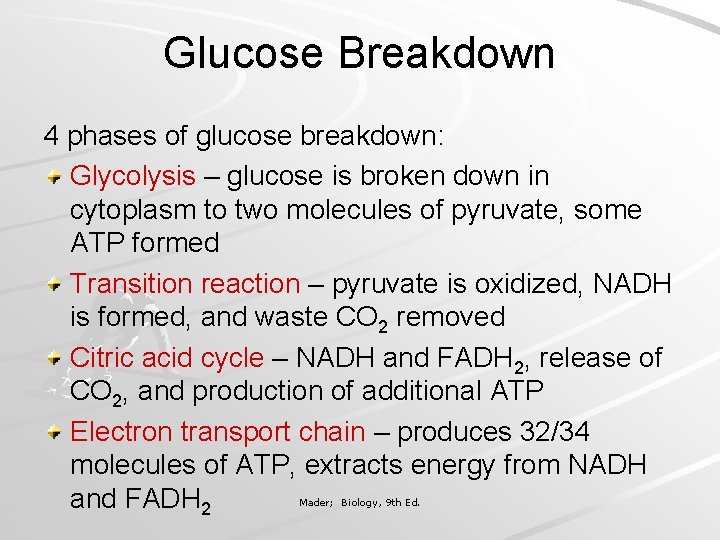 Glucose Breakdown 4 phases of glucose breakdown: Glycolysis – glucose is broken down in