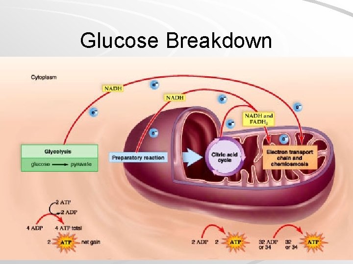 Glucose Breakdown Mader; Biology, 9 th Ed. 