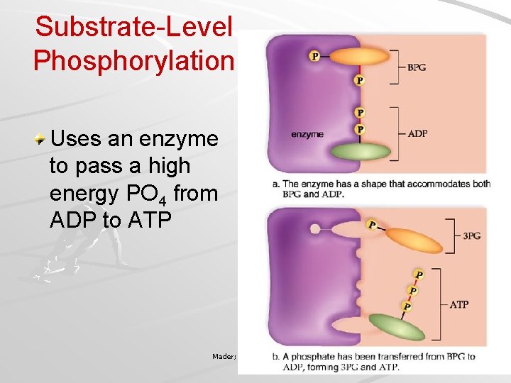 Substrate-Level Phosphorylation Uses an enzyme to pass a high energy PO 4 from ADP