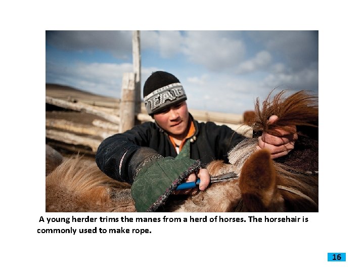 A young herder trims the manes from a herd of horses. The horsehair is