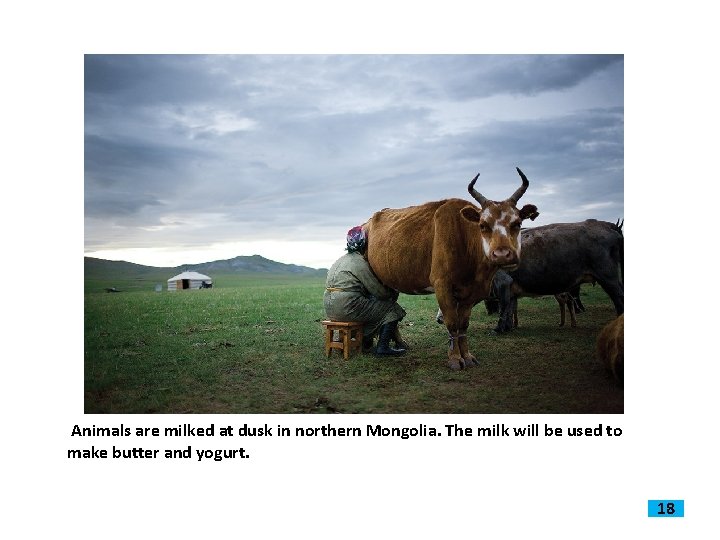 Animals are milked at dusk in northern Mongolia. The milk will be used to