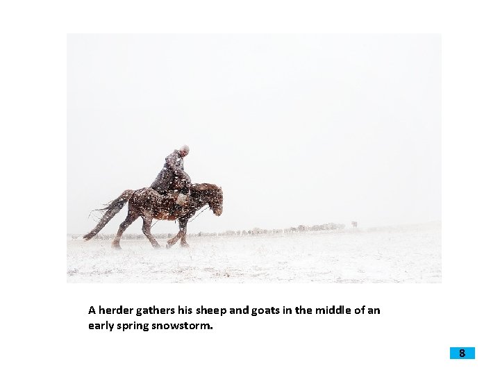 A herder gathers his sheep and goats in the middle of an early spring