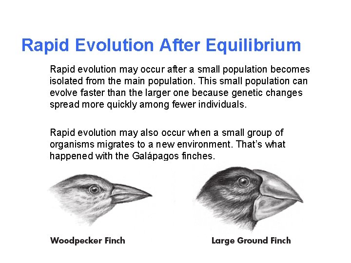 Rapid Evolution After Equilibrium Rapid evolution may occur after a small population becomes isolated