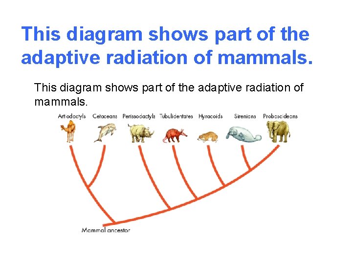 This diagram shows part of the adaptive radiation of mammals. 