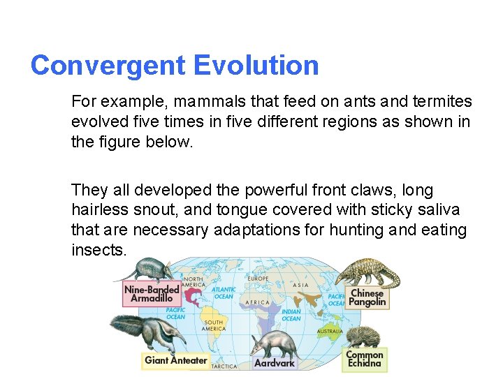 Convergent Evolution For example, mammals that feed on ants and termites evolved five times