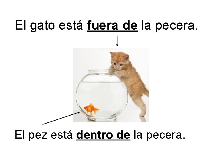 El gato está fuera de la pecera. El pez está dentro de la pecera.