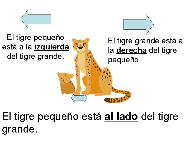 El tigre pequeño está a la izquierda del tigre grande. El tigre grande está