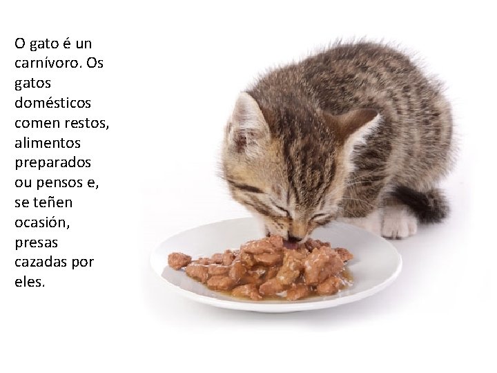 O gato é un carnívoro. Os gatos domésticos comen restos, alimentos preparados ou pensos