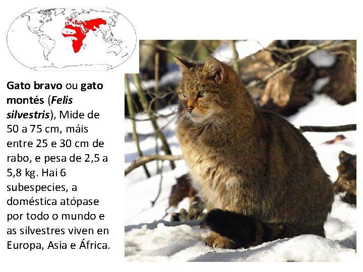 Gato bravo ou gato montés (Felis silvestris), Mide de 50 a 75 cm, máis