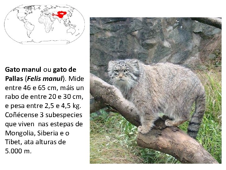 Gato manul ou gato de Pallas (Felis manul). Mide entre 46 e 65 cm,