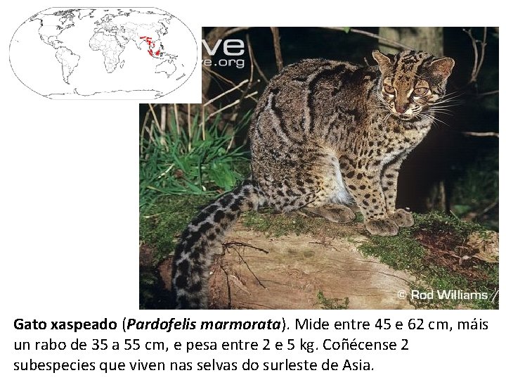 Gato xaspeado (Pardofelis marmorata). Mide entre 45 e 62 cm, máis un rabo de