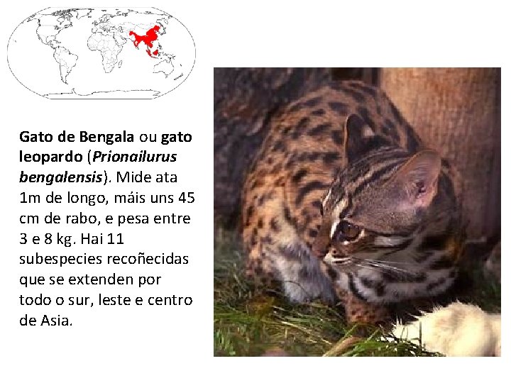 Gato de Bengala ou gato leopardo (Prionailurus bengalensis). Mide ata 1 m de longo,