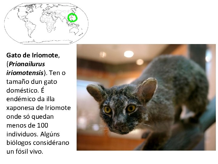 Gato de Iriomote, (Prionailurus iriomotensis). Ten o tamaño dun gato doméstico. É endémico da