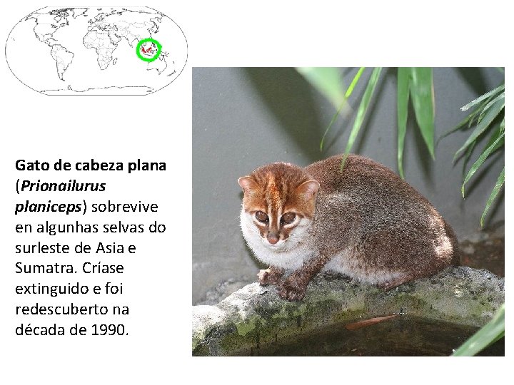 Gato de cabeza plana (Prionailurus planiceps) sobrevive en algunhas selvas do surleste de Asia