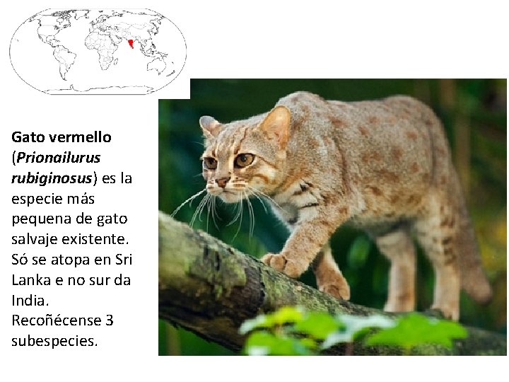 Gato vermello (Prionailurus rubiginosus) es la especie más pequena de gato salvaje existente. Só