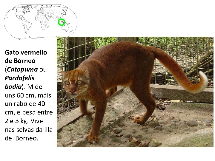 Gato vermello de Borneo (Catopuma ou Pardofelis badia). Mide uns 60 cm, máis un