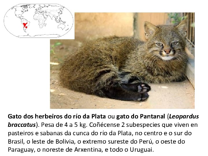 Gato dos herbeiros do río da Plata ou gato do Pantanal (Leopardus braccatus). Pesa