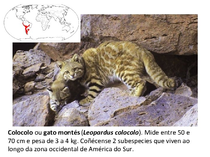 Colocolo ou gato montés (Leopardus colo). Mide entre 50 e 70 cm e pesa
