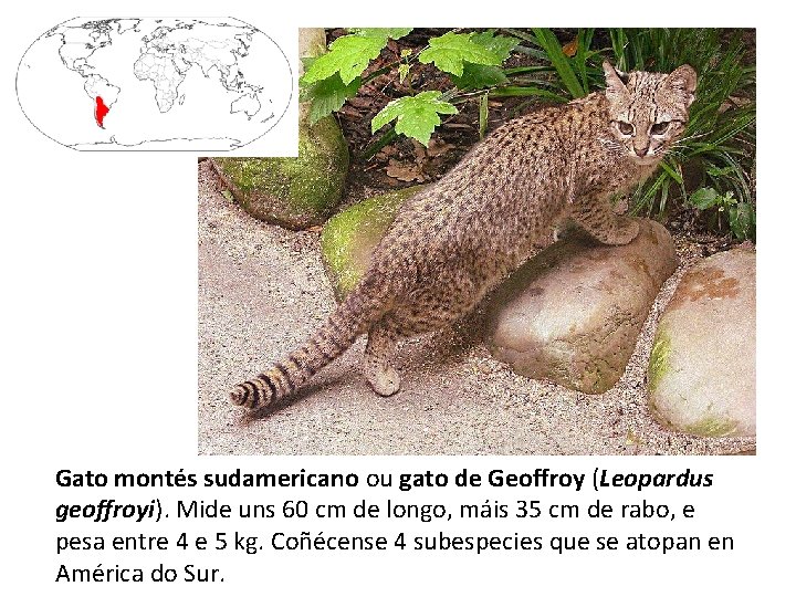 Gato montés sudamericano ou gato de Geoffroy (Leopardus geoffroyi). Mide uns 60 cm de