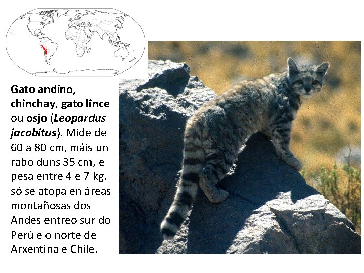 Gato andino, chinchay, gato lince ou osjo (Leopardus jacobitus). Mide de 60 a 80