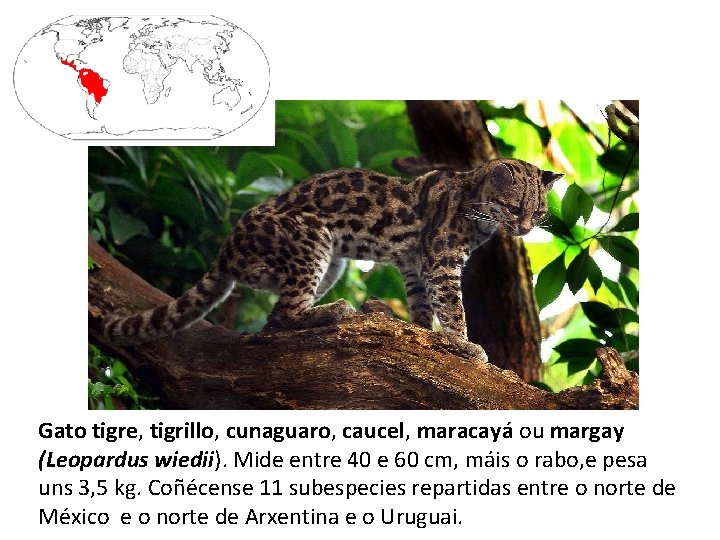 Gato tigre, tigrillo, cunaguaro, caucel, maracayá ou margay (Leopardus wiedii). Mide entre 40 e